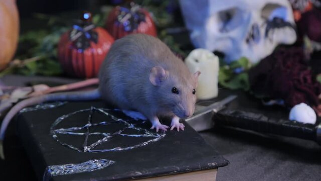 In a dark room, a white rat sits on a table next to a black book with a pentagram, a skull and pumpkins. The concept of a table for magic rituals for Halloween.