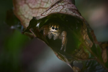 jumping spider on a leaf