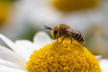 Small Bee on Anthemis tinctoria ‘E.C.Buxton’
