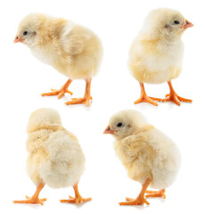 Collection of yellow chickens on a white background. Isolated