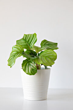 Calathea Plant In A White Pot On White Background