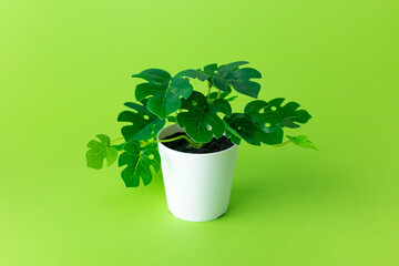 Grassy green plastic plant in pots on green background isolated