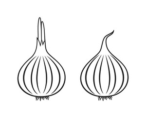 Onion outline. Isolated onion on white background