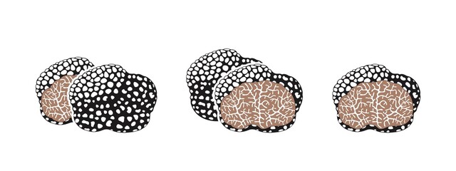 Truffle logo. Isolated truffle on white background