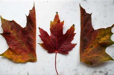 red maple leaf