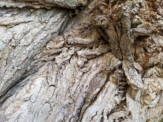 Tree bark with fine natural structures and patina of rough tree bark as natural and ecological background shows a beautiful in grey color tones as scars and protection against and habitat for insects