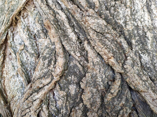 Tree bark with fine natural structures and patina of rough tree bark as natural and ecological background shows a beautiful in grey color tones as scars and protection against and habitat for insects