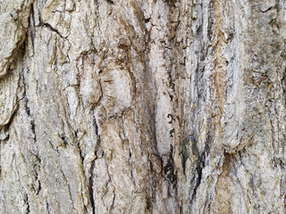 Tree bark with fine natural structures and patina of rough tree bark as natural and ecological background shows a beautiful in grey color tones as scars and protection against and habitat for insects