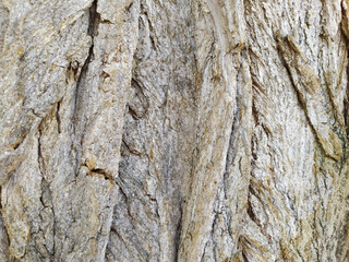Tree bark with fine natural structures and patina of rough tree bark as natural and ecological background shows a beautiful in grey color tones as scars and protection against and habitat for insects