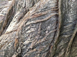 Tree bark with fine natural structures and patina of rough tree bark as natural and ecological background shows a beautiful in grey color tones as scars and protection against and habitat for insects