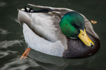 duck on the water