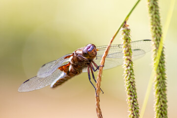 Macro of Odonata Libellula depressa with blue body as insect of the year 2001 and blue dragonfly as...
