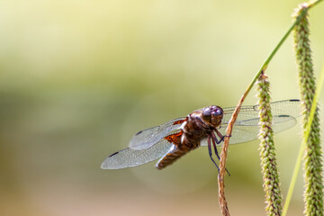 Macro of Odonata Libellula depressa with blue body as insect of the year 2001 and blue dragonfly as insect hunter and beneficial animal with filigree wings in close-up macro view at garden pond view