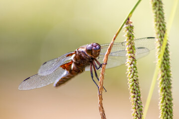 Macro of Odonata Libellula depressa with blue body as insect of the year 2001 and blue dragonfly as...