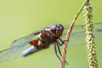 Macro of Odonata Libellula depressa with blue body as insect of the year 2001 and blue dragonfly as insect hunter and beneficial animal with filigree wings in close-up macro view at garden pond view