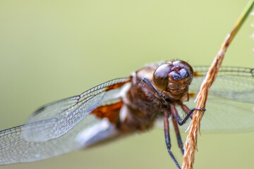 Macro of Odonata Libellula depressa with blue body as insect of the year 2001 and blue dragonfly as insect hunter and beneficial animal with filigree wings in close-up macro view at garden pond view