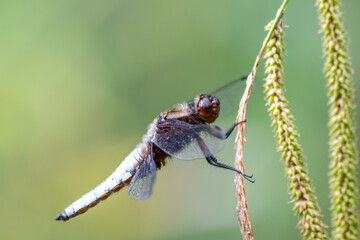Macro of Odonata Libellula depressa with blue body as insect of the year 2001 and blue dragonfly as...