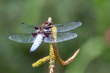 Macro of Odonata Libellula depressa with blue body as insect of the year 2001 and blue dragonfly as...