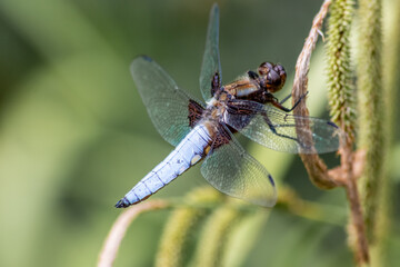 Macro of Odonata Libellula depressa with blue body as insect of the year 2001 and blue dragonfly as insect hunter and beneficial animal with filigree wings in close-up macro view at garden pond view