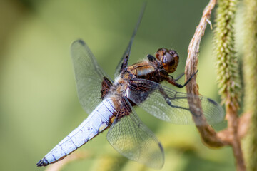 Macro of Odonata Libellula depressa with blue body as insect of the year 2001 and blue dragonfly as insect hunter and beneficial animal with filigree wings in close-up macro view at garden pond view