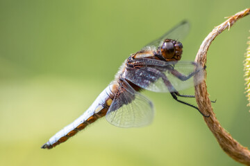 Macro of Odonata Libellula depressa with blue body as insect of the year 2001 and blue dragonfly as...