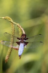 Macro of Odonata Libellula depressa with blue body as insect of the year 2001 and blue dragonfly as insect hunter and beneficial animal with filigree wings in close-up macro view at garden pond view