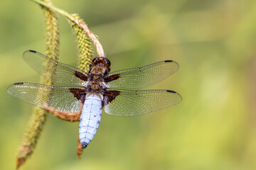Macro of Odonata Libellula depressa with blue body as insect of the year 2001 and blue dragonfly as insect hunter and beneficial animal with filigree wings in close-up macro view at garden pond view