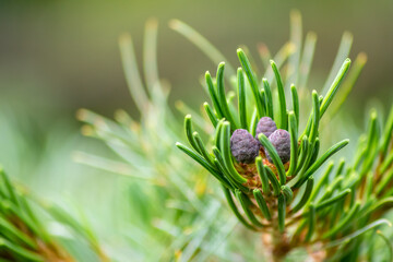 Elegant smooth fir needles of a pine and evergreen in winter are a symbol for christmas and the freshness of nature and green foliage for decoration and handicraft work during advent time