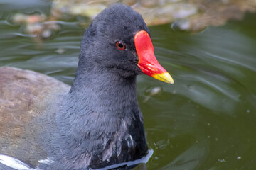Little moorhen biddy with red beak and blue head with red and orange and black feathers begging for food of mother moorhen Rallidae as aquatic bird on duck pond and wetlands collecting insects as food