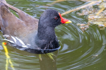 Little moorhen biddy with red beak and blue head with red and orange and black feathers begging for food of mother moorhen Rallidae as aquatic bird on duck pond and wetlands collecting insects as food