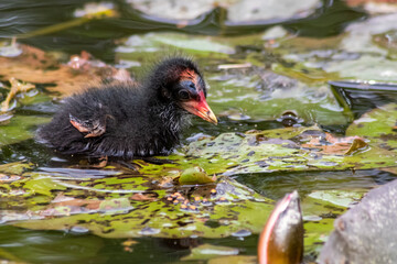 Little moorhen biddy with red beak and blue head with red and orange and black feathers begging for...