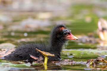 Little moorhen biddy with red beak and blue head with red and orange and black feathers begging for food of mother moorhen Rallidae as aquatic bird on duck pond and wetlands collecting insects as food