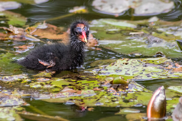 Little moorhen biddy with red beak and blue head with red and orange and black feathers begging for food of mother moorhen Rallidae as aquatic bird on duck pond and wetlands collecting insects as food