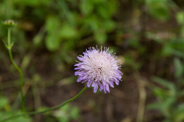 The sheep's-bit (Jasione montana) flower blooming