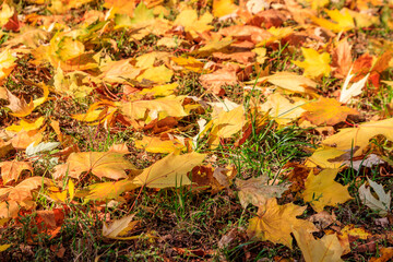 Background of the autumn maple leaves