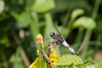Blue dragonfly in close up