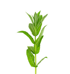 Peppermint is isolated on a white background