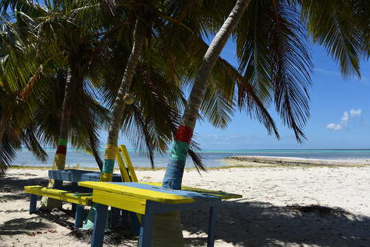 Bahamas- Colorful Picnic Tables Under Palm Trees, By The Sea