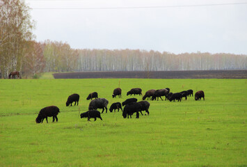  horse foal ram forest pasture grass spring summer