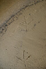 Footprints in the sand by the river. Paw prints of a white stork in the reach. Texture. Background