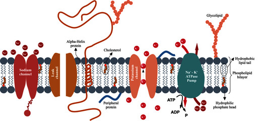 Between the components of the axonal plasma membrane are phospholipids, cholesterol, proteins, carbohydrates, sodium channels, leak channels, potassium channels and Na+ K+ ATPase Pumps