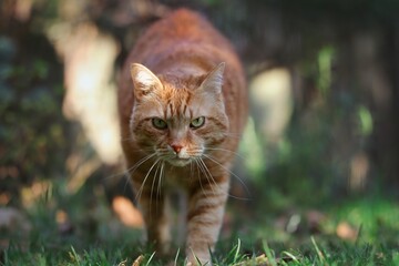 Ginger Tabby Cat Walks Towards Camera in the Garden. Orange Cat with Serious Look Outside.