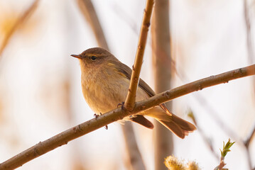 Common chiffchaff ,Leaf warbler (Phylloscopus collybita) Bird close-up	
