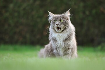Naklejka na ściany i meble Young Maine Coon Cat Yawns in the Green Garden. Adorable Blue Tabby Cat Sits on the Lawn Outside.