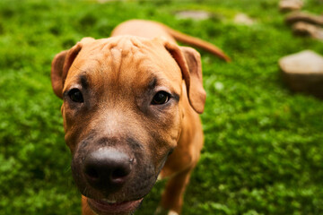 American Staffordshire Terrier puppy portrait on a walk. Dog muzzle close up outside