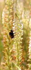 bee on a flower