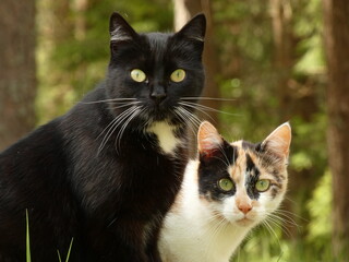 Two cats: black cat and calico cat with eyes wide open