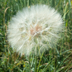 white flower, dandelion, flower, nature, blow burst, fluffy