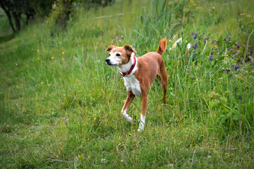 Beautiful mixed breed dog in the field