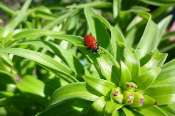 Scarlet lily beetle, Lilioceris lilii. Red beetle eats, damages lily leaves. Macro photography on a...